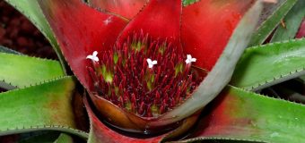 Królowa roślin tropikalnych – Neoregelia